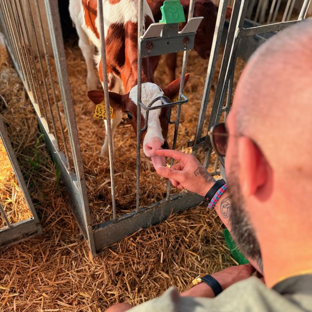 Carl mit einem Kälbchen auf dem Bauernhof